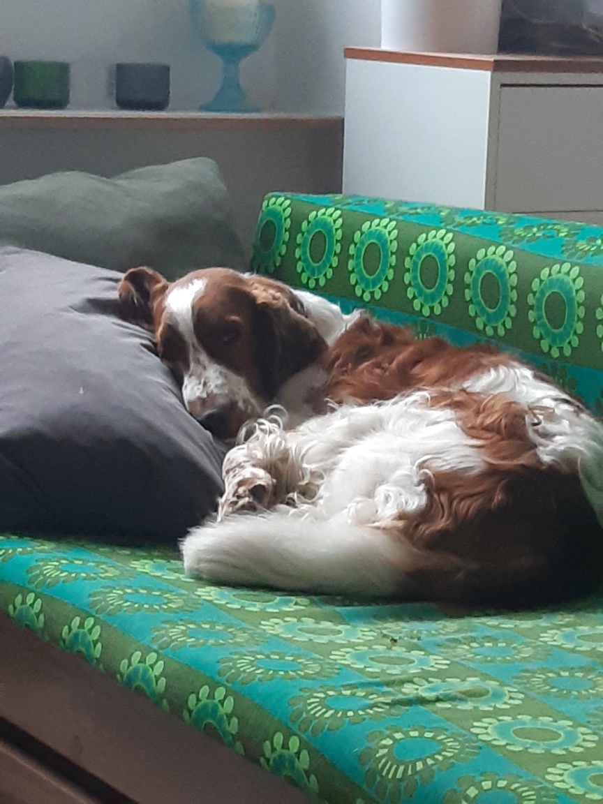 Tyytyväinen asiakas Pompe! Tilaus terveyshoito. Trimmaus/kynsienleikkaus.